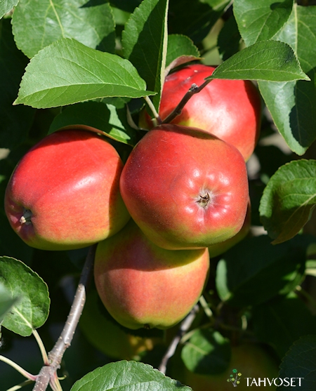 Malus domestica 'Heta', tarhaomenapuu